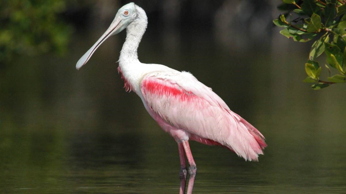 Roseate spoonbill