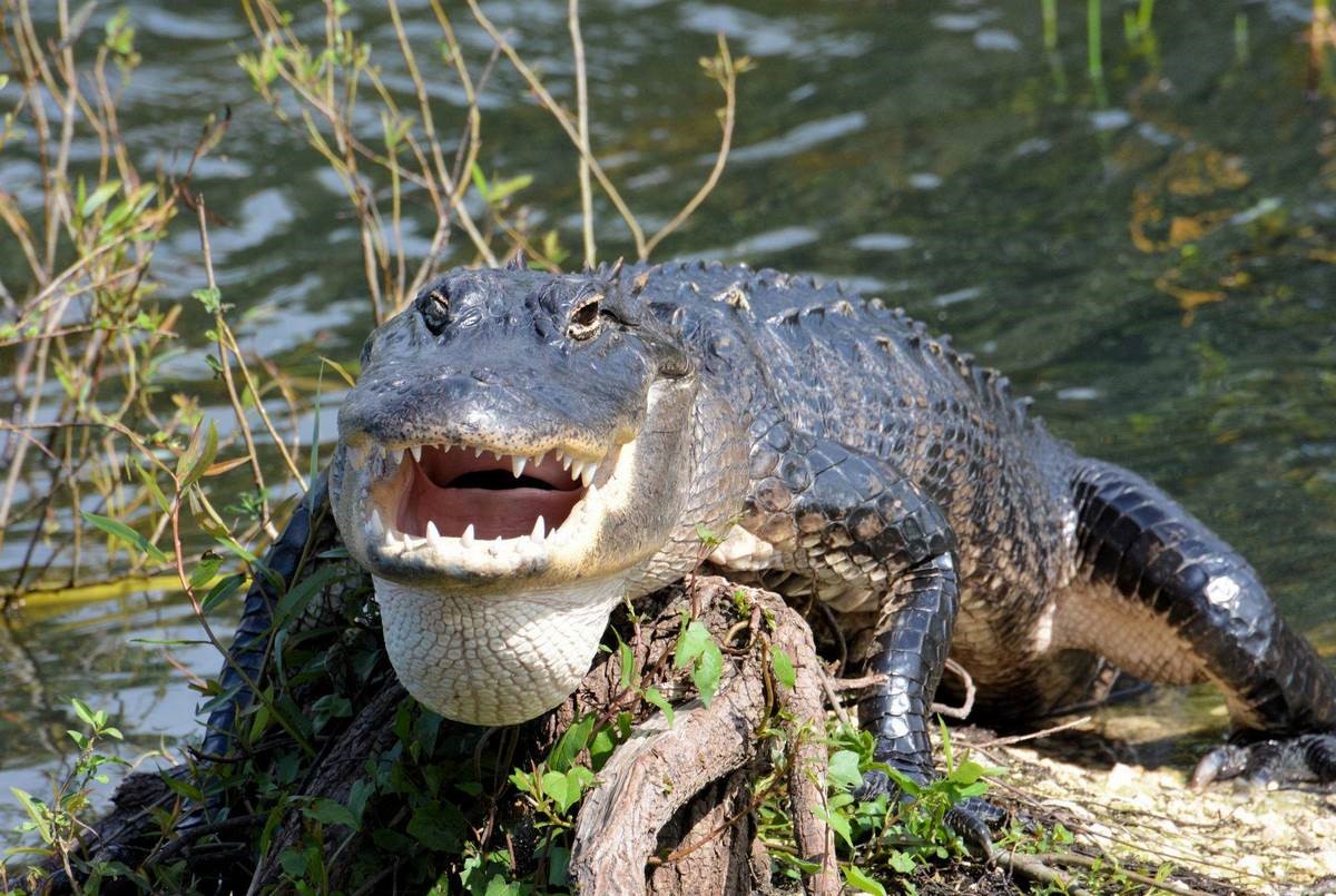 Everglades tour in Miami